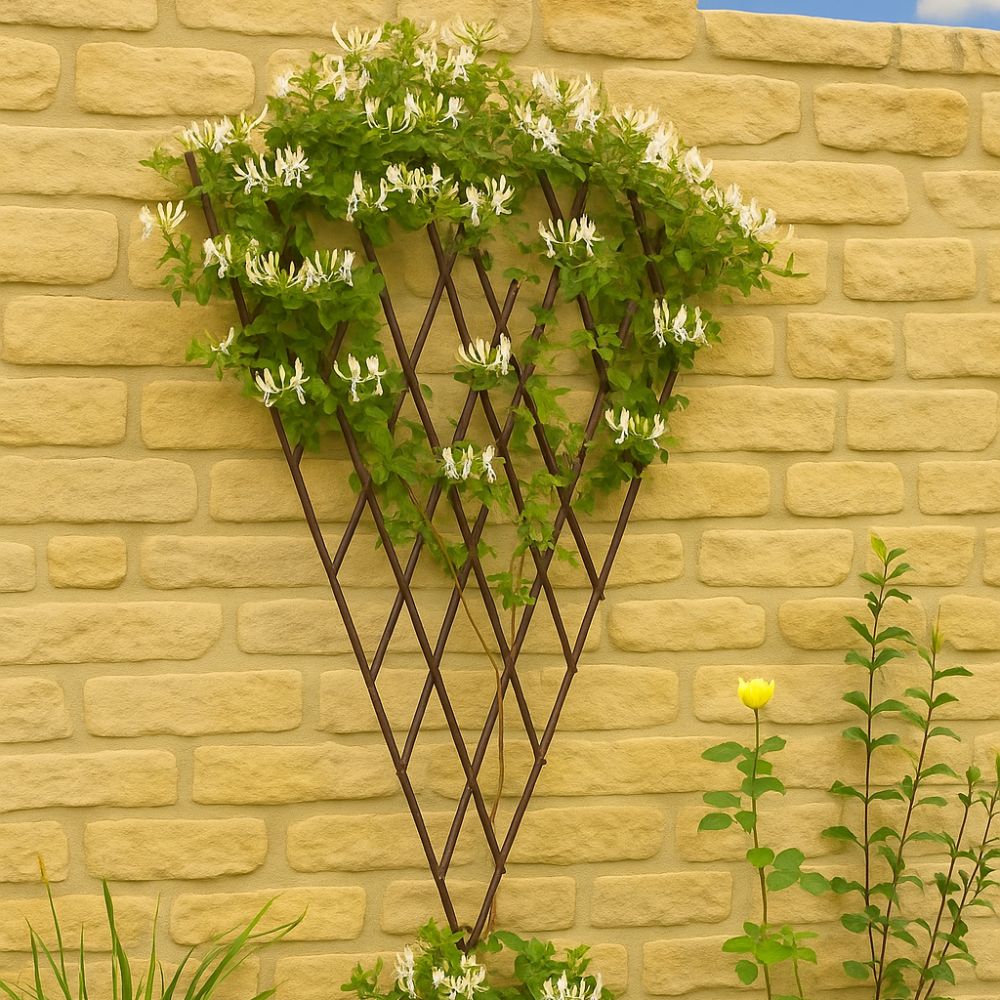 Fan Trellis on a wall