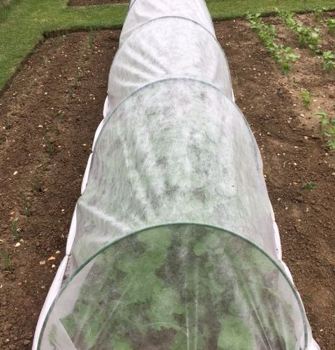 A garden with flexible tunnels covered in white netting, designed to protect plants.