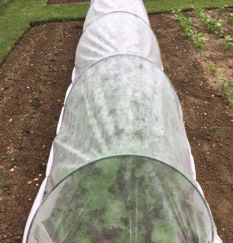 fleece garden tunnel on an allotment