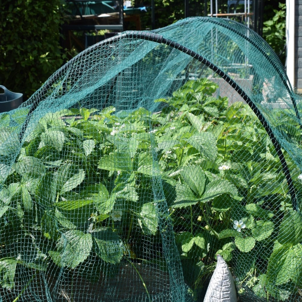 Black garden hoops with netting over strawberrries