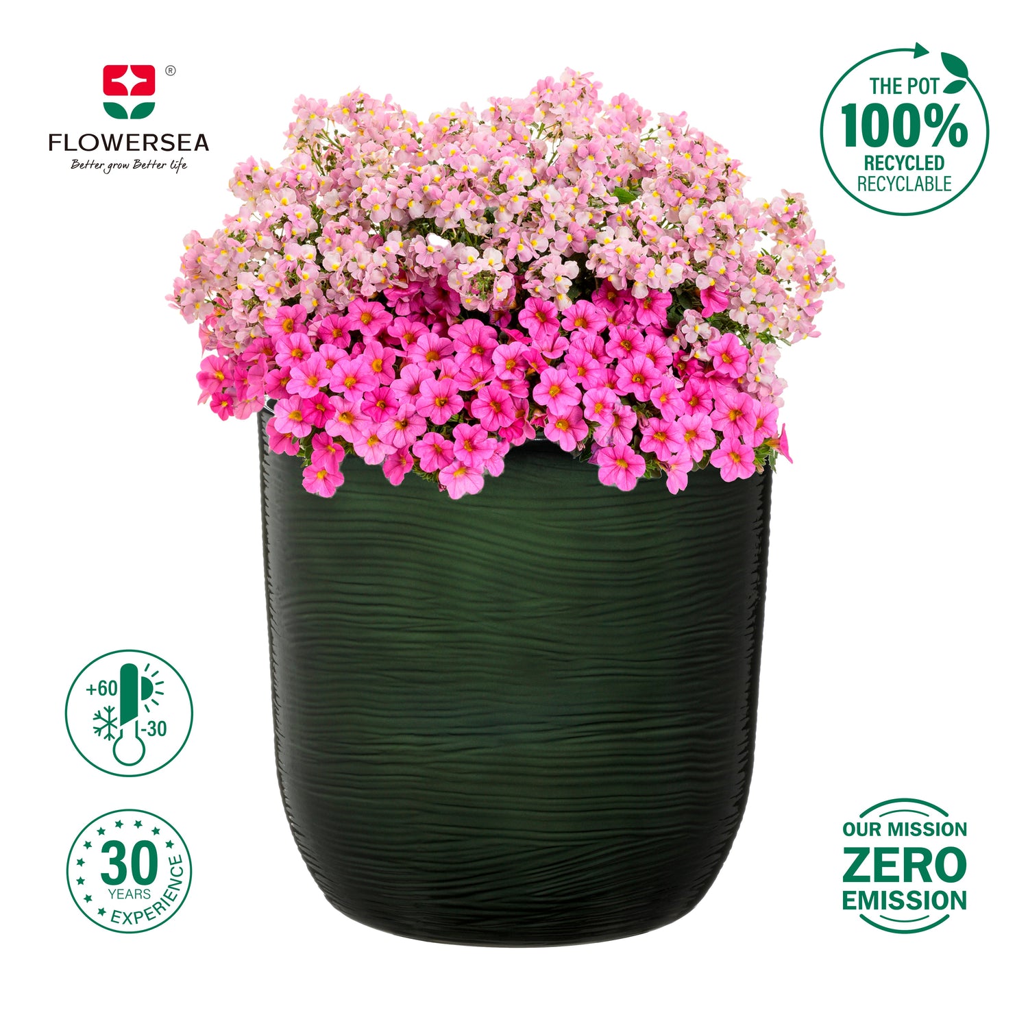 Green pot with pink flowers and Flowersea branding on a white background