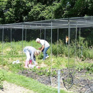 People gardening in a walk in fruit cage