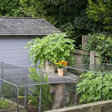 900mm low vegetable cage by shed with bird netting on