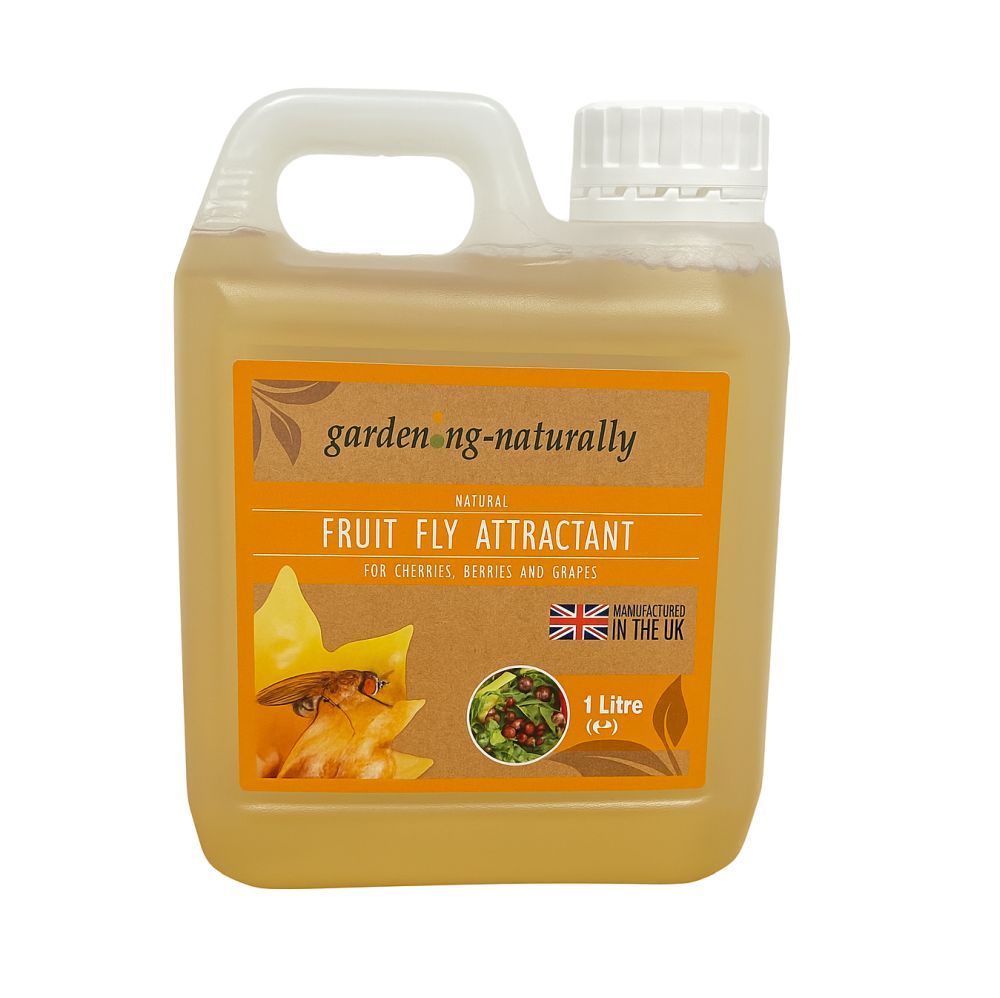 fruit fly attractant Drosophilia Suzukii