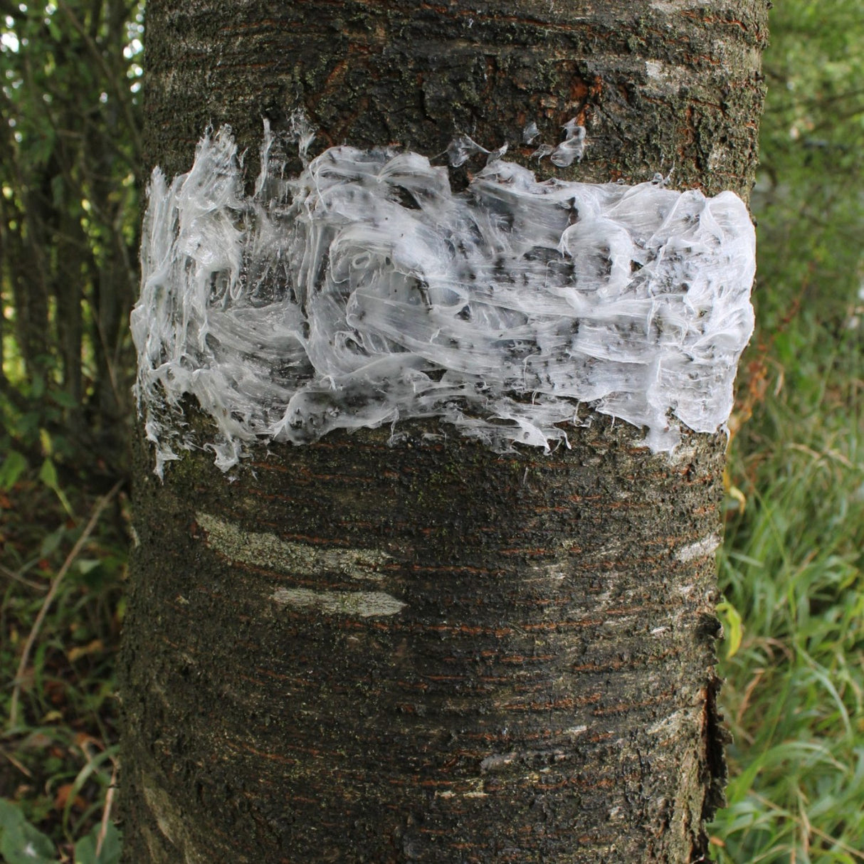 A close-up of a tree trunk outdoors with a thick, textured fruit tree grease wrapped around the middle. The background shows green foliage and grass.