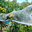 fruit-tree-sleeve
