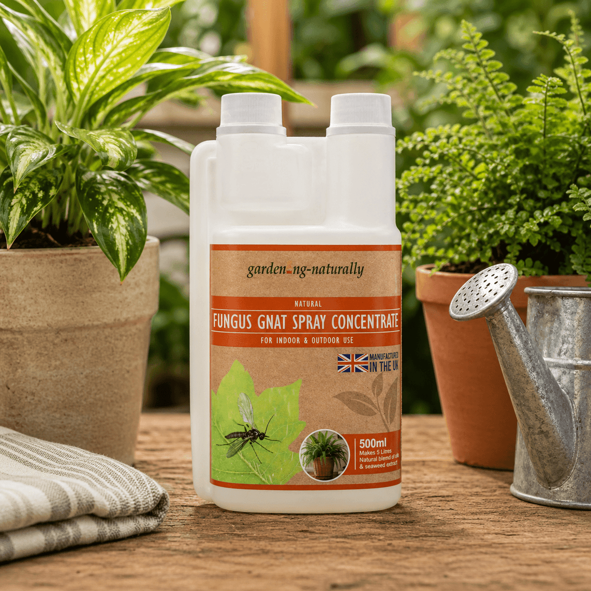 Fungus gnat spray concentrate bottle on a wooden surface with plants and a watering can in the background.