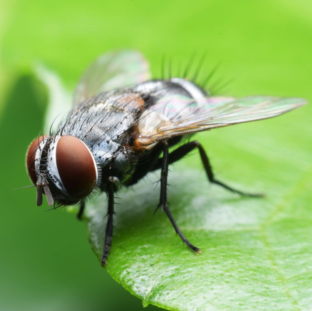 Fungus gnat insect on leaf