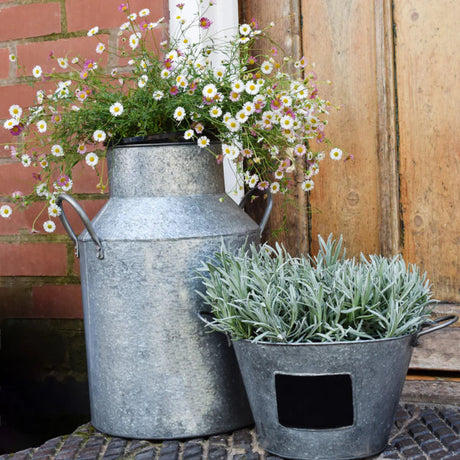 galvanised milk churn with plants