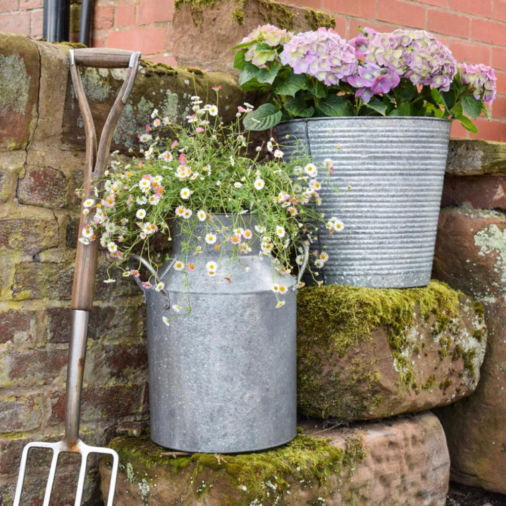 galvanised milk churn plant pot in garden