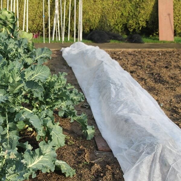 fleece over vegetable tunnel