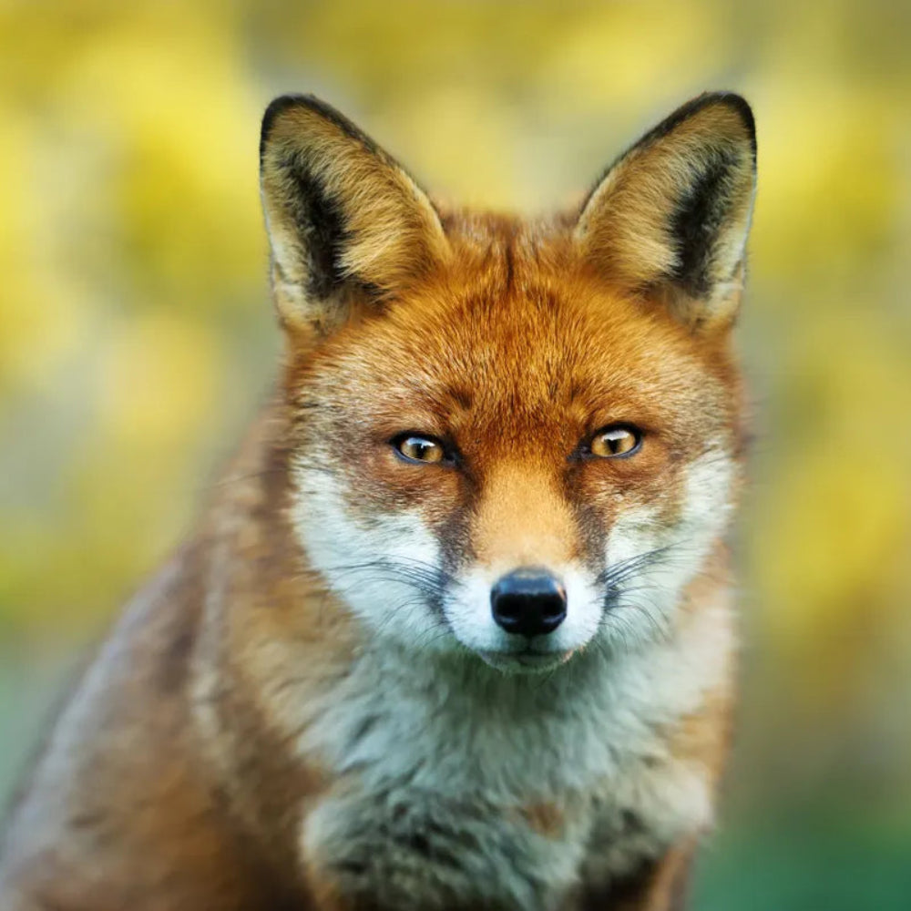 Close-up of a fox with a blurred yellow and green background