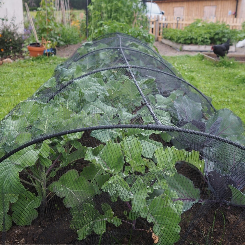 Black garden hoops with cabbage netting over cabbages in garden
