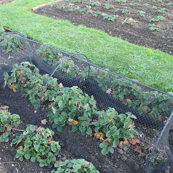 Garden hoops with bird netting over protecting strawberries allotment