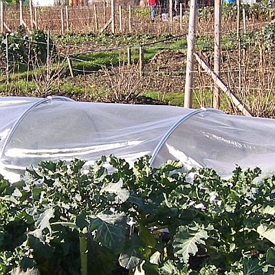 Clear polythene film used for plant protection in a garden, covering a bed of leafy vegetables.