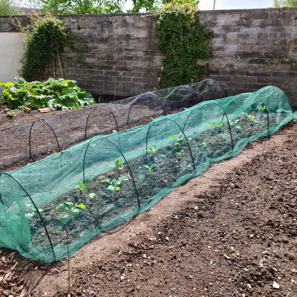 Garden tunnel using black hoops over vegetables