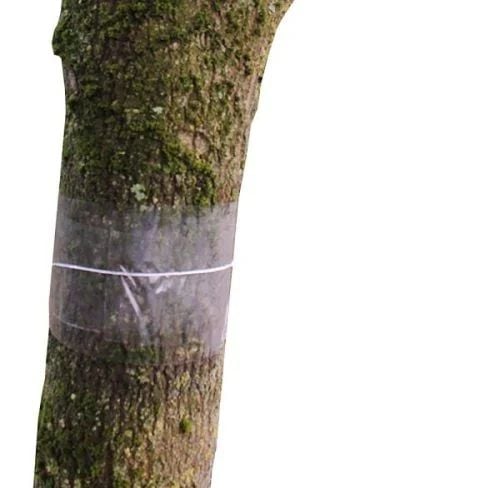 Glue Bands on a tree
