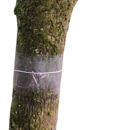 Glue Bands on a tree