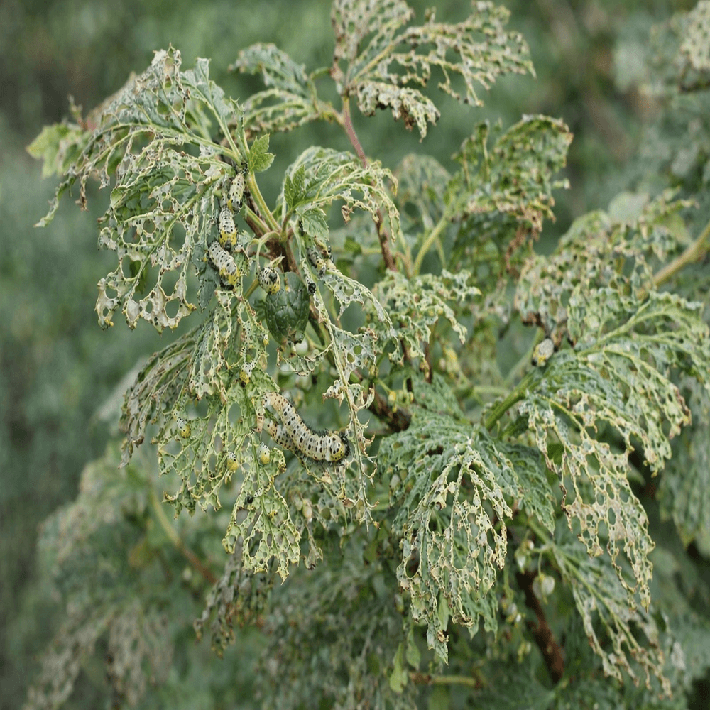 Close-up of a plant with green leaves and visible pests.