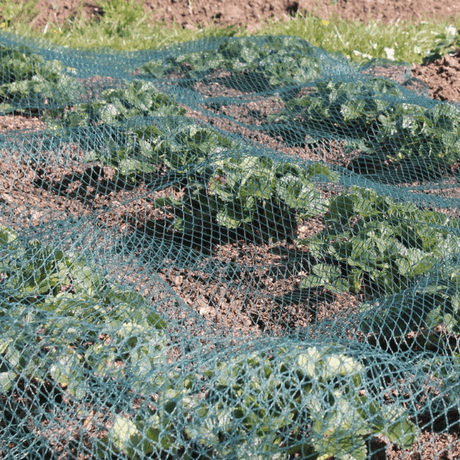 bird netting in green, laid over plants and soil