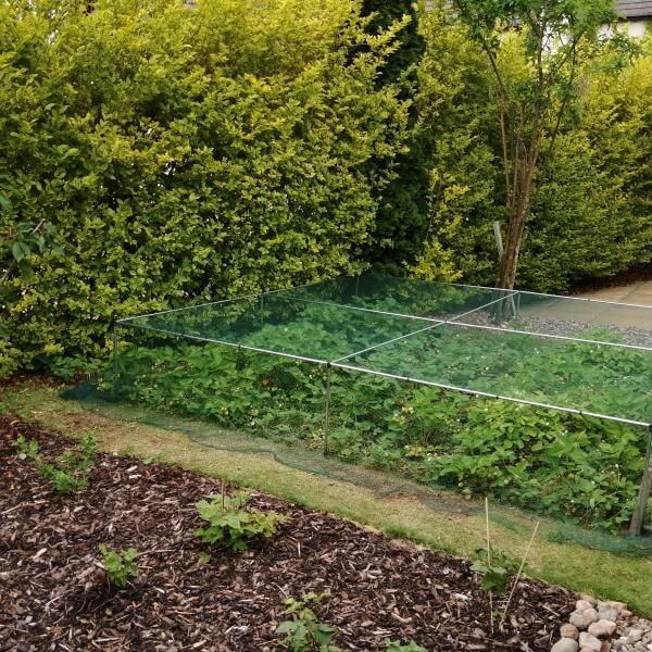 Strawberries growing in a mini fruit cage in a garden