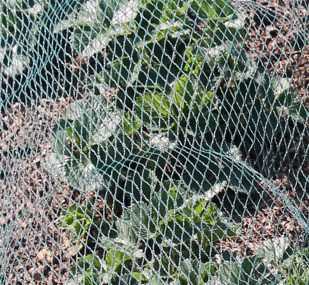 close up of green bird netting laid over vegetable patch