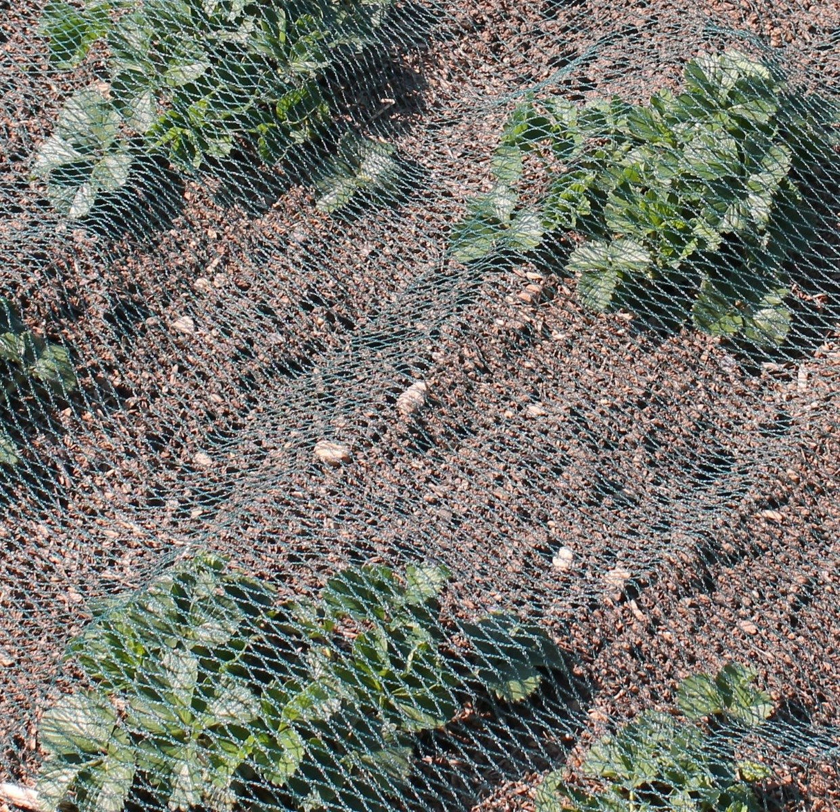 green bird netting on vegetables
