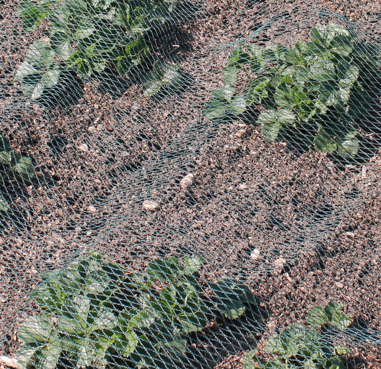 green bird netting on vegetables