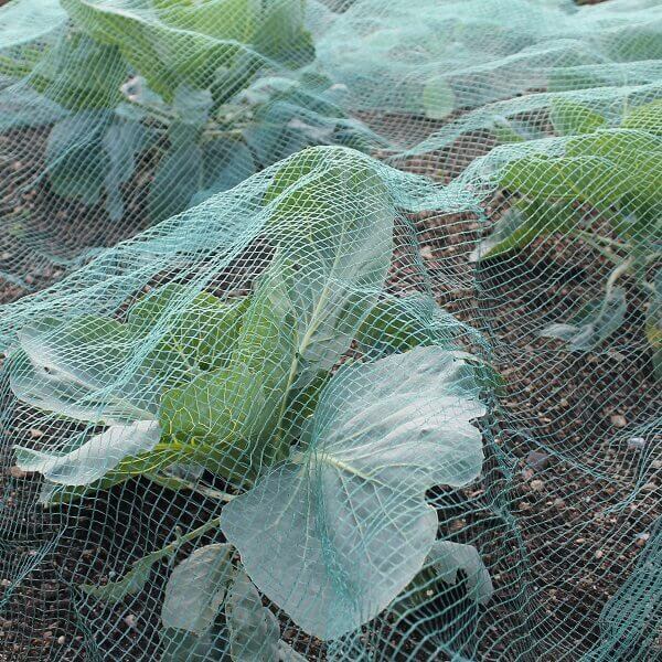 green bird netting over cabbages