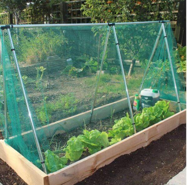 green butterfly netting in cage in raised bed with lettuces