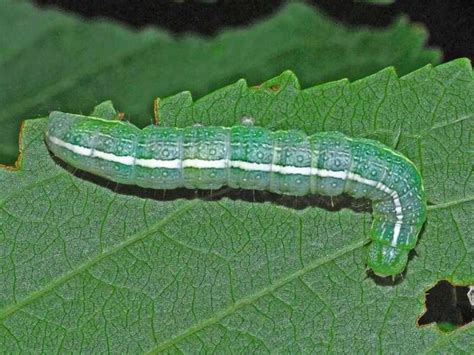 Green cutworm caterpillar on leaf