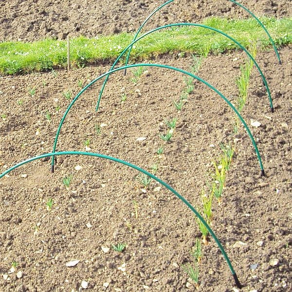 Flexible garden hoops over onions on allotment no netting