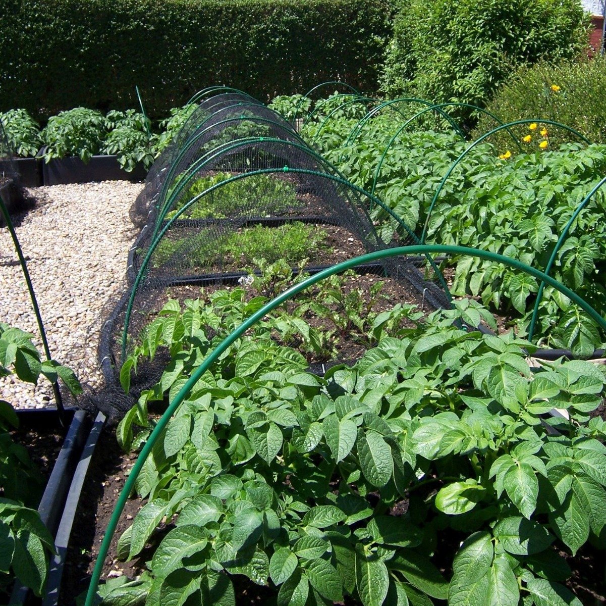 green hoop tunnel with butterfly netting