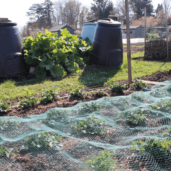 Green bird netting laid over a garden bed with young plants, with two blue compost bins