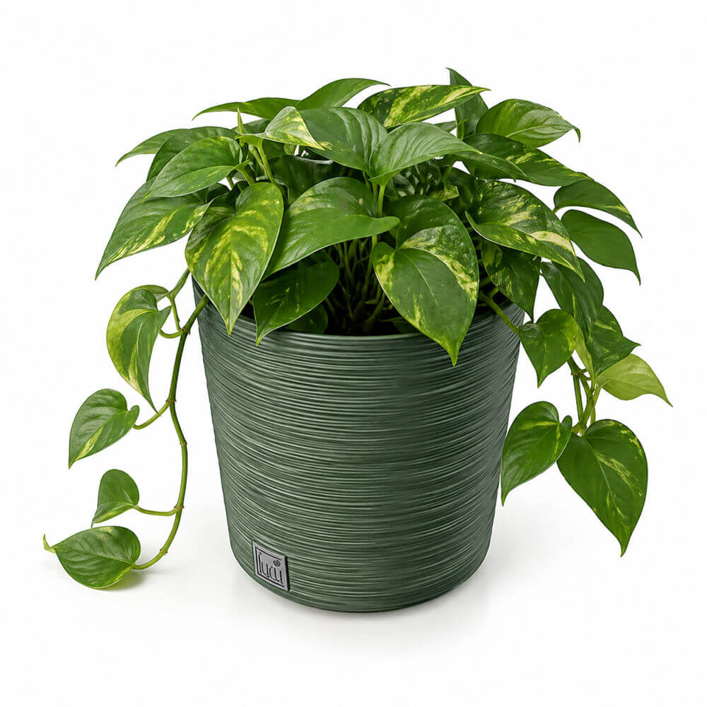 Potted green plant with variegated leaves on a white background