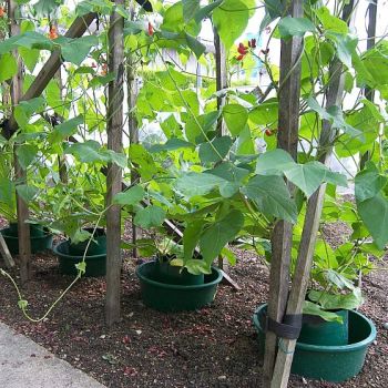 Grow Pots with beans growing