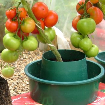 Rows of tomato growpots several tomatoes