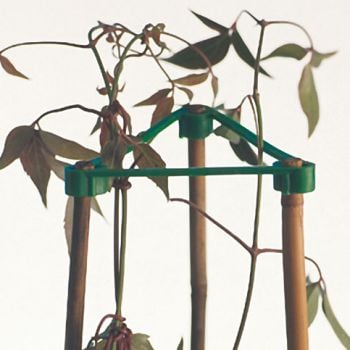 A green plastic triangle plant support structure holding three thin canes upright.