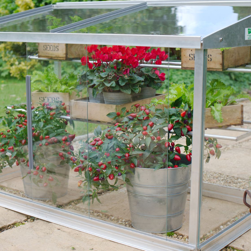 A half-sized greenhouse with a metal frame and clear glass panels, containing several potted plants.