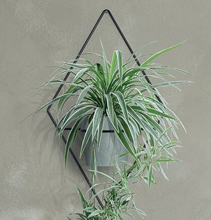Triangle black wall plant holder with spider plant mounted on it