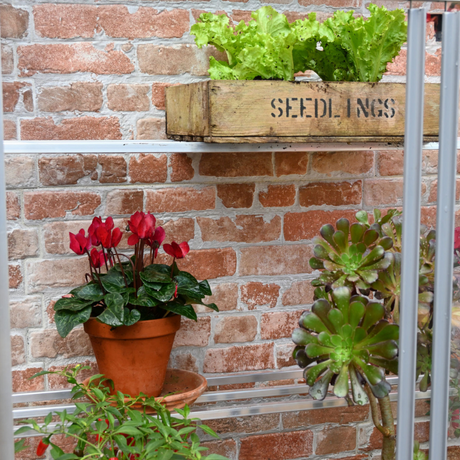 lean to mini greenhouse with plants and salad crops growing