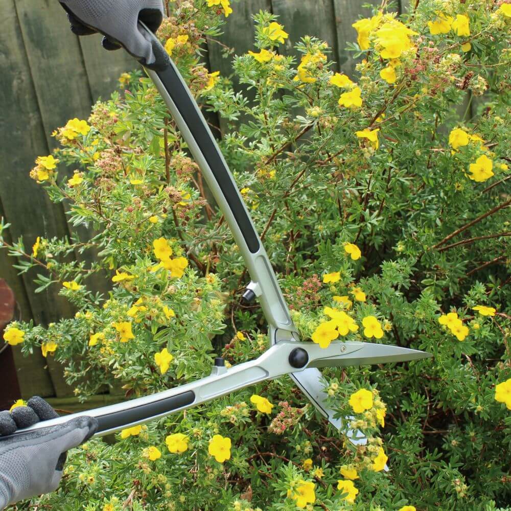 Gardening hedging shears being used on a bush with yellow flowers