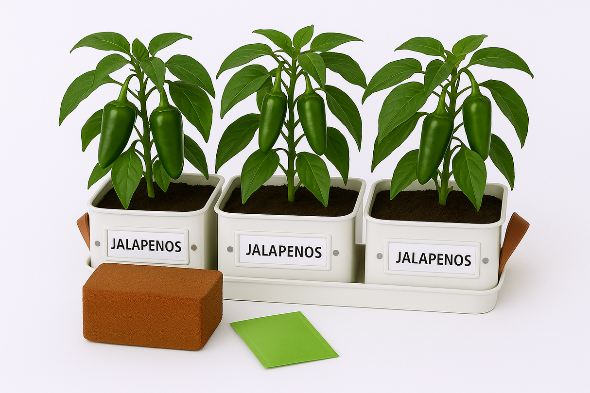 Three potted jalapeño plants in a white tray with labels