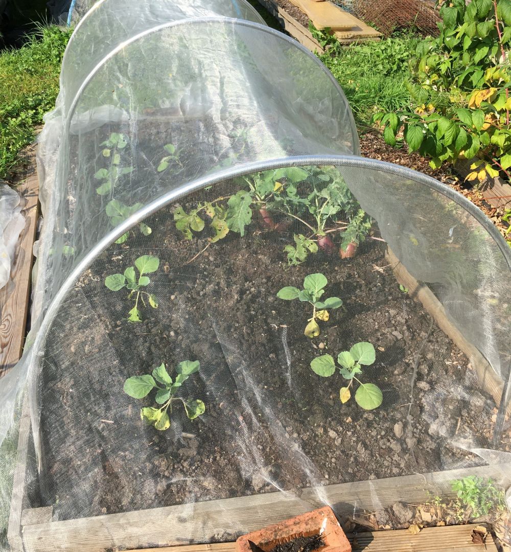 Garden High top  hoops and veggiemesh