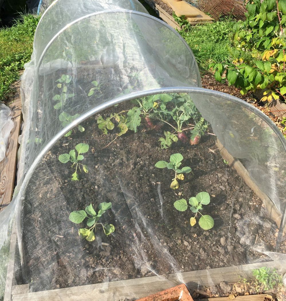 veggiemesh on high top garden hoops with vegetables