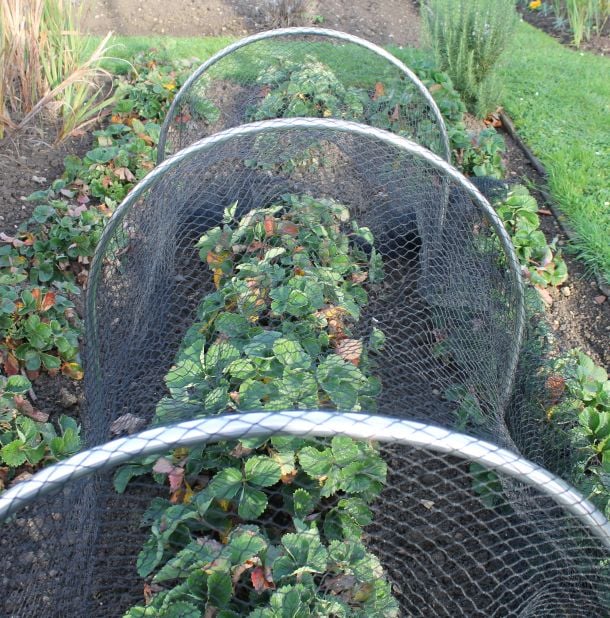 A hoop tunnel garden kit with bird netting installed over a garden bed, designed to protect plants.