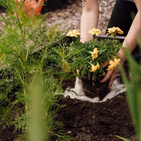 Someone planting a flower and using hortiwool as a liner