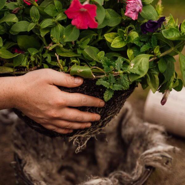 hortiwool hanging basket with plant in