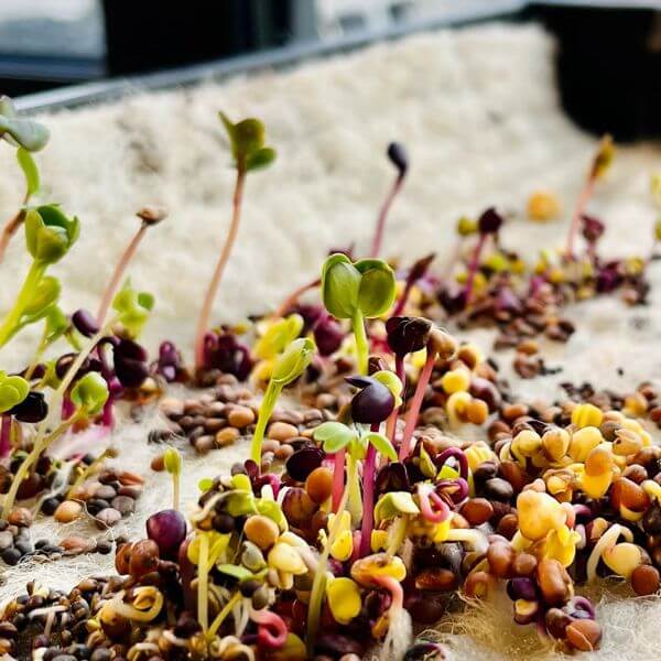 Hortiwool plant seedling tray