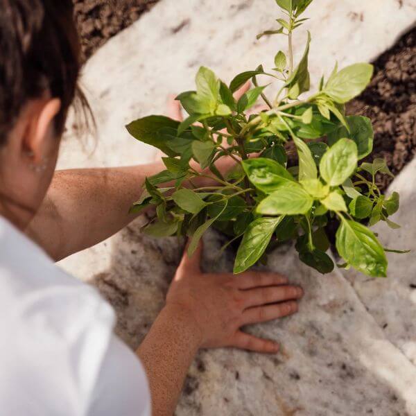 hortiwool plant covering soil of plant